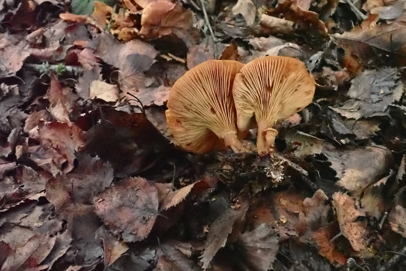 Photo by Penny Cullington Paralepista flaccida by Penny Cullington